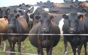 The average dairy herd has doubled in size over the last 20 years.