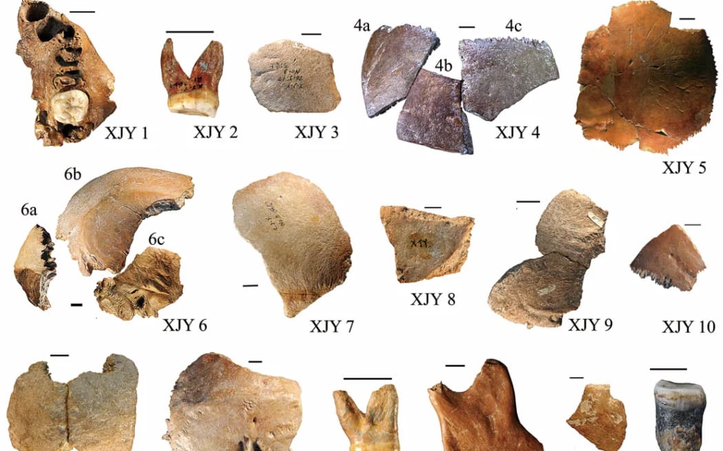 The 16 fossilized bone fragments found at Xujiayao, in northern China. Courtesy Xiujie Wu