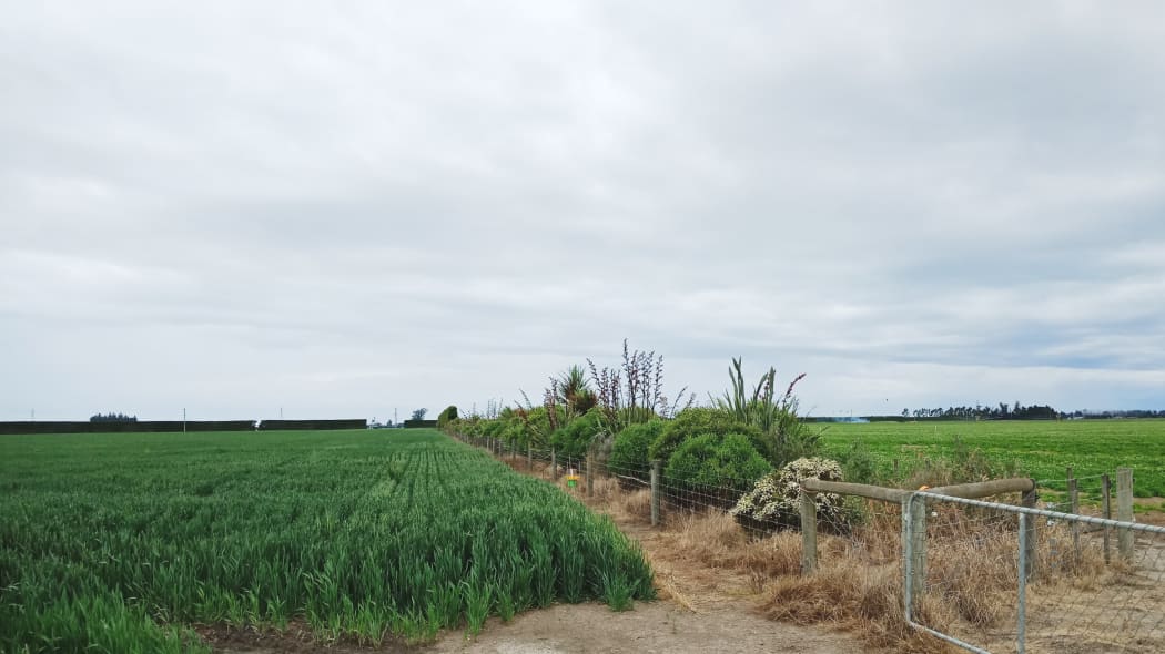 test plantings for the Plant and Food Research study.