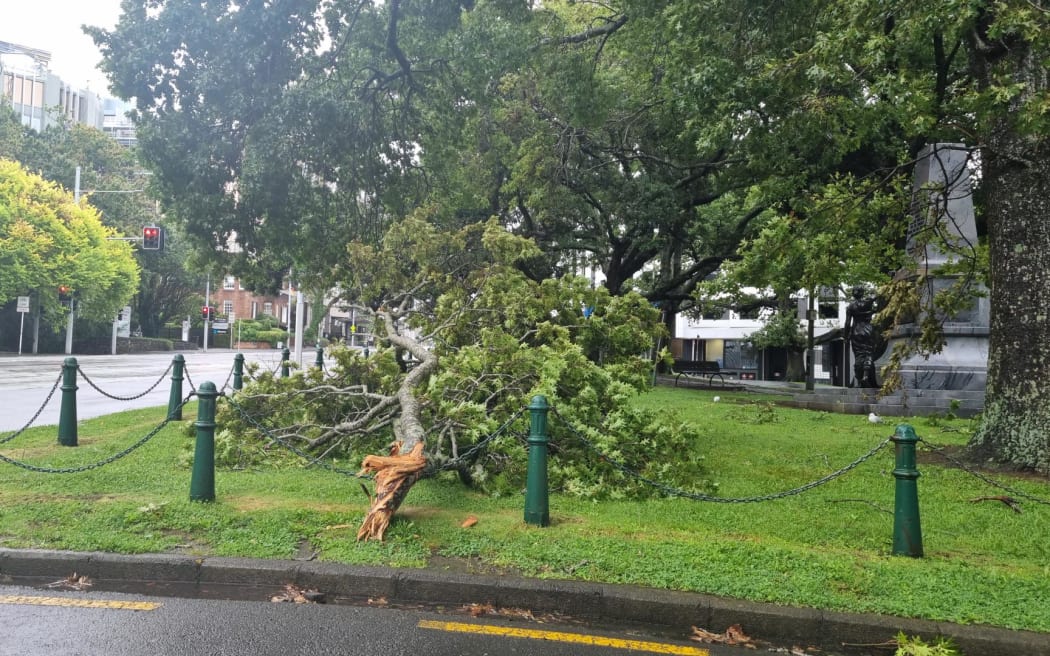 A tree limb lies to the side of a road in central Auckland.