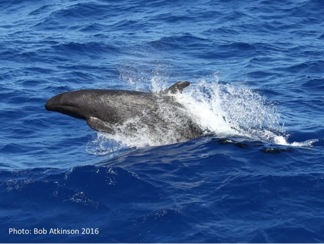 False Killer whale in the Kermadecs
