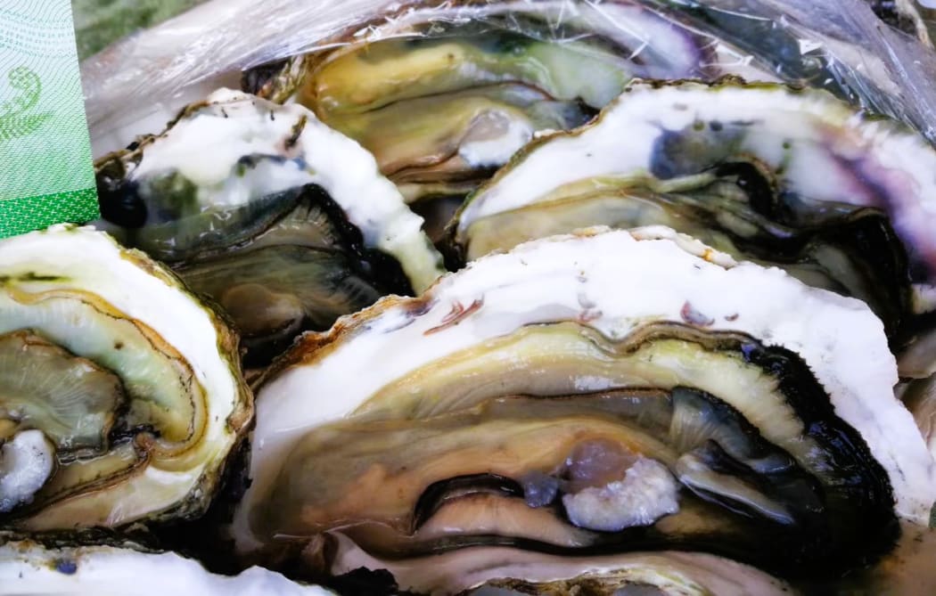 The Green Shed Oyster, Matakana, North Island.