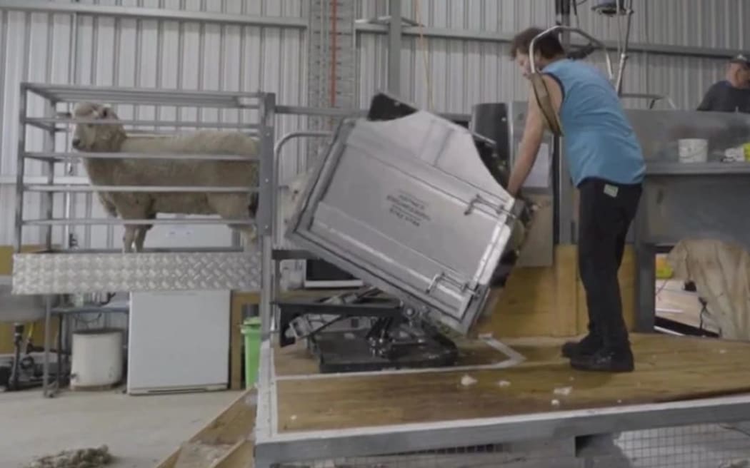 The most physically taxing part of shearing is the 'catch and grab'.