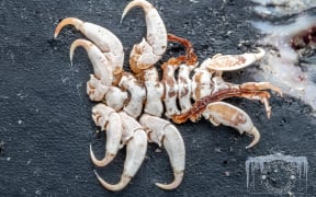 Humpback Whale Louse Cyamus boopis