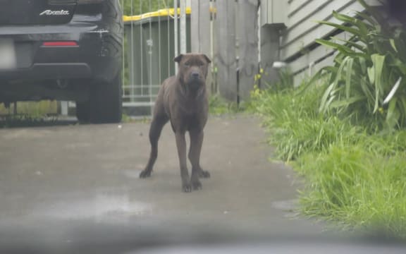 A dog alone and unrestrained in the middle of a drive way. It is large and black a shar-pei type.