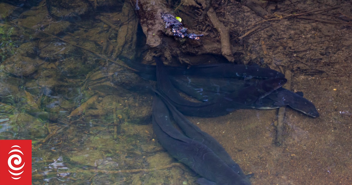 North Pacific Eel Trap Project