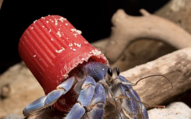 Hermit crabs are 'wearing' our plastic rubbish | RNZ