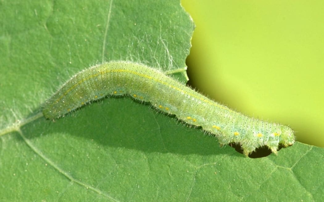 Cabbage caterpillar
