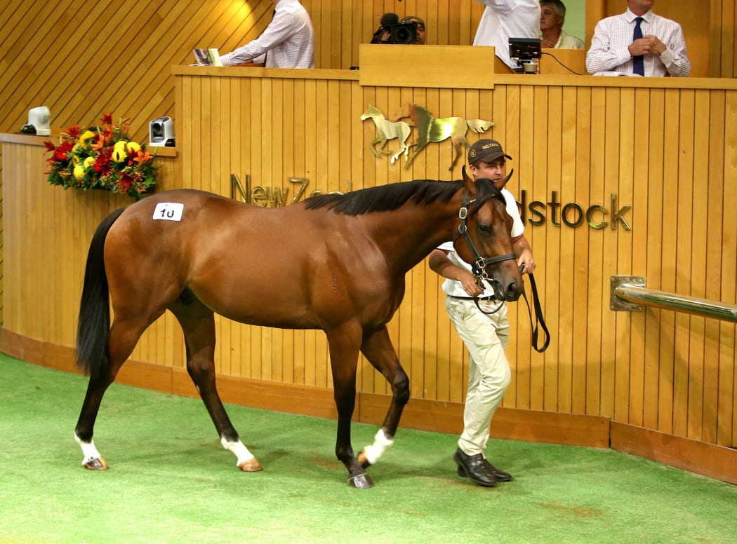 Karaka Yearling Sales