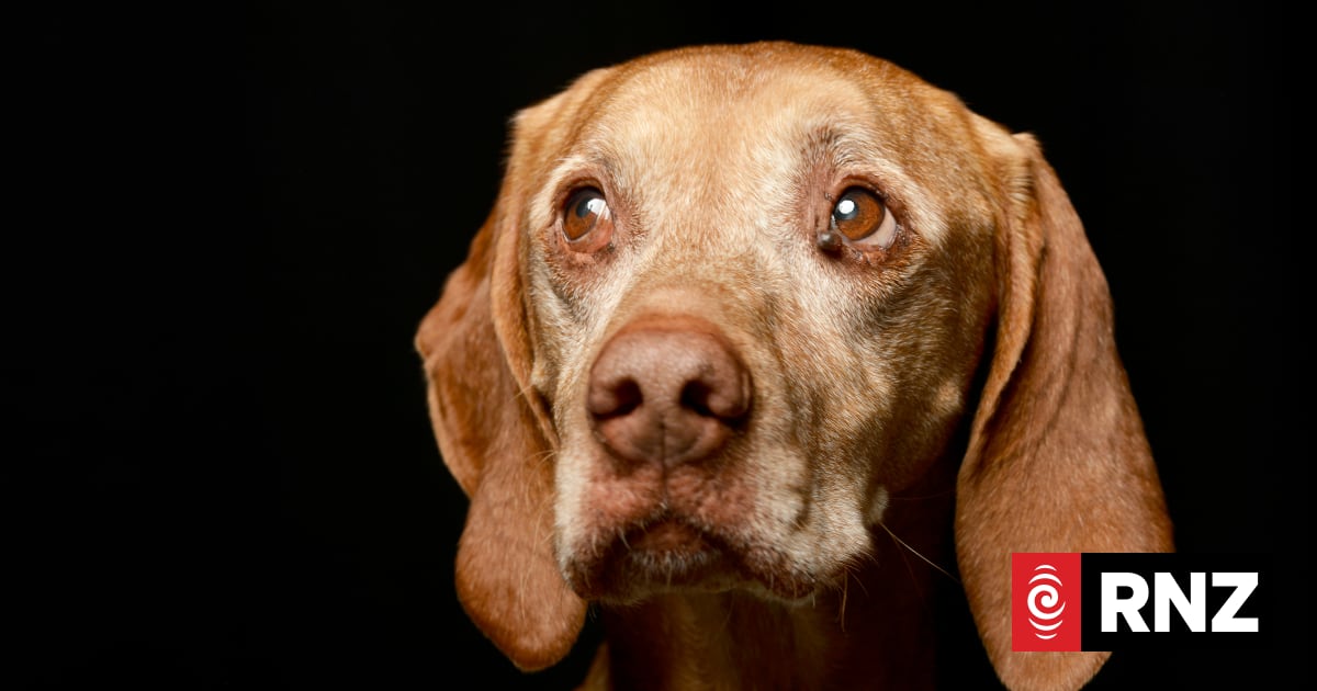 How to tell if your dog is in pain (and what to do if they are)