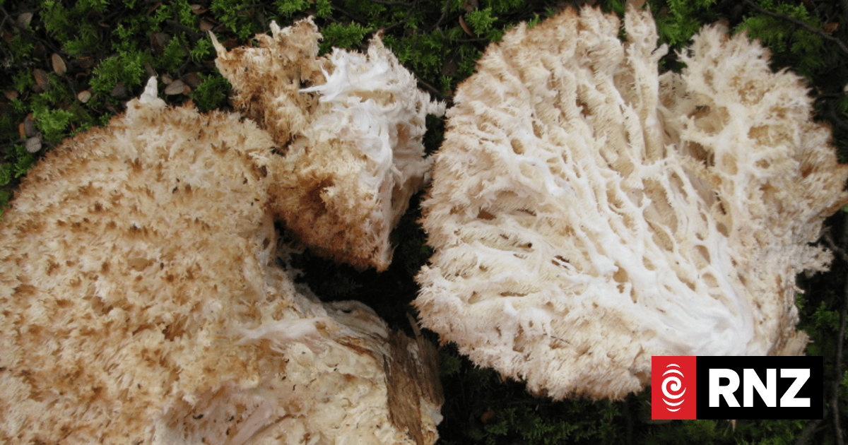 Fungal foray-ing and the search for new antibiotics | RNZ