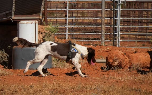 A cadaver dog searches a property owned by Gus Lamont’s family today.