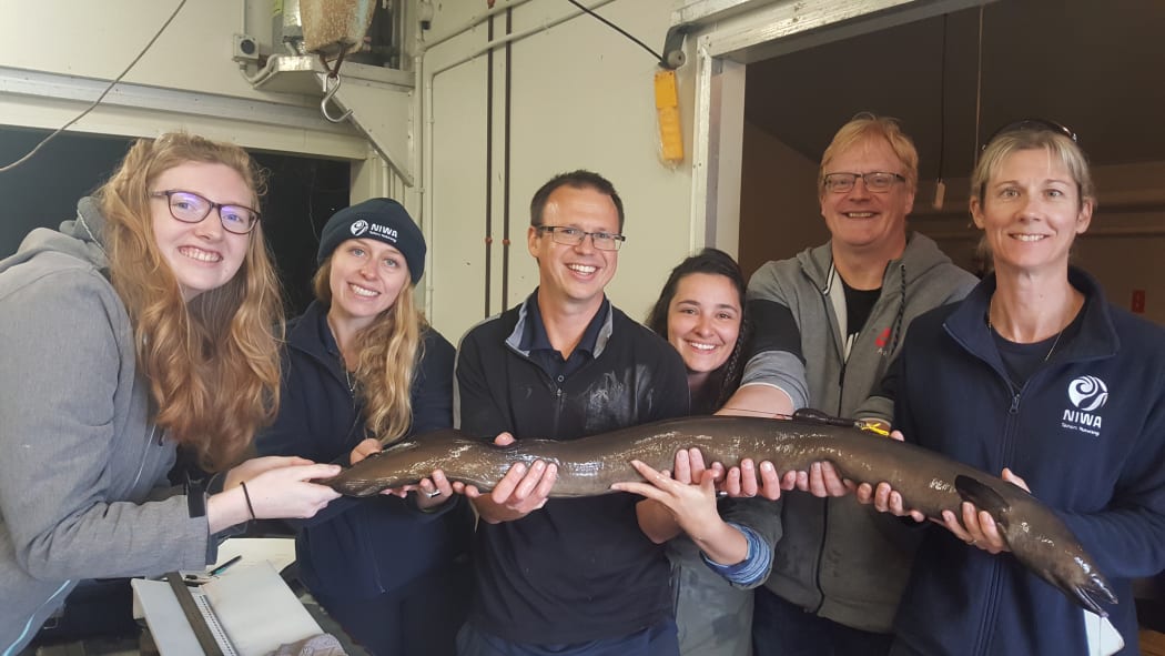 Freshwater ecologists from NIWA and DTU AQUA holding a large female longfin eel carrying a satellite tag on her back.