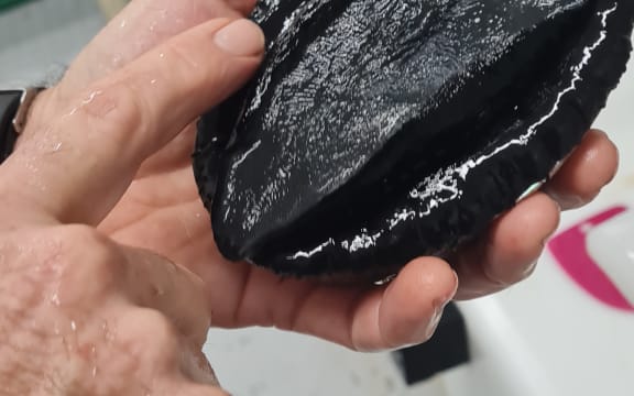 Paua