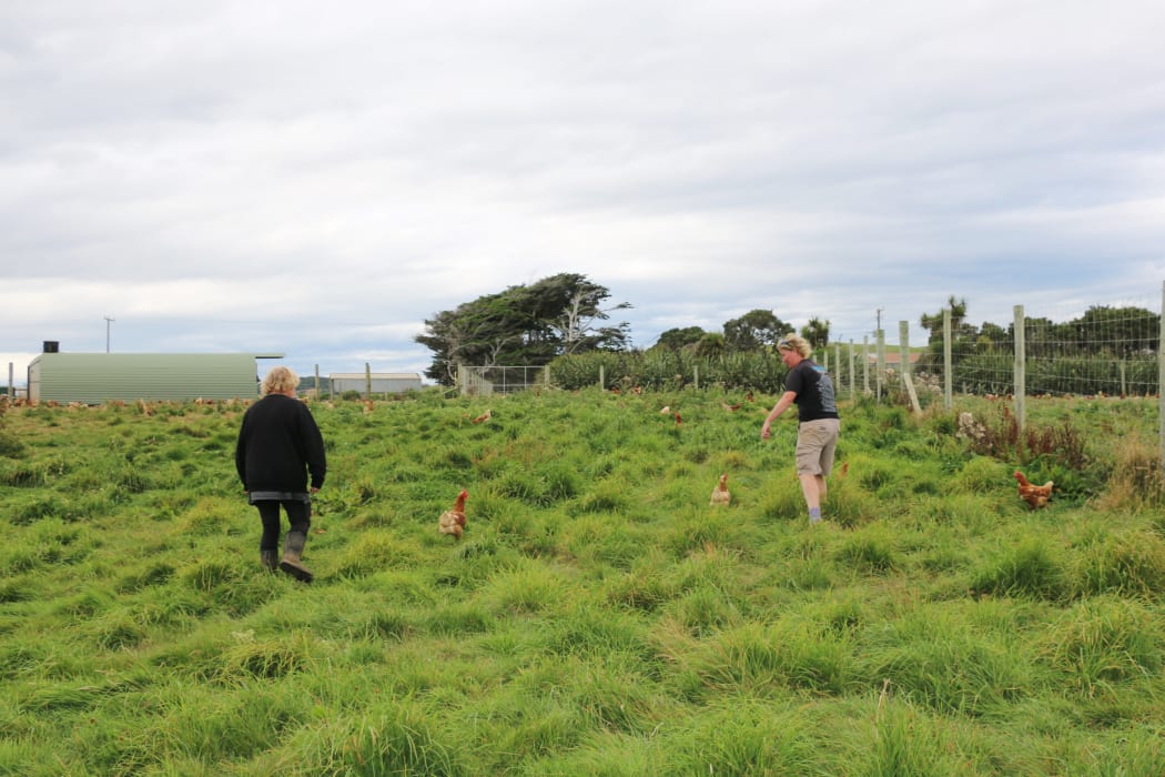 Te Waewae egg farm