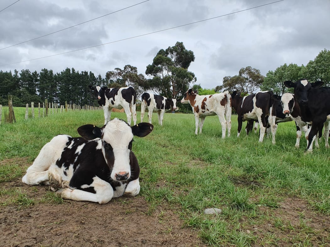 Calves on a Manawatū dairy farm