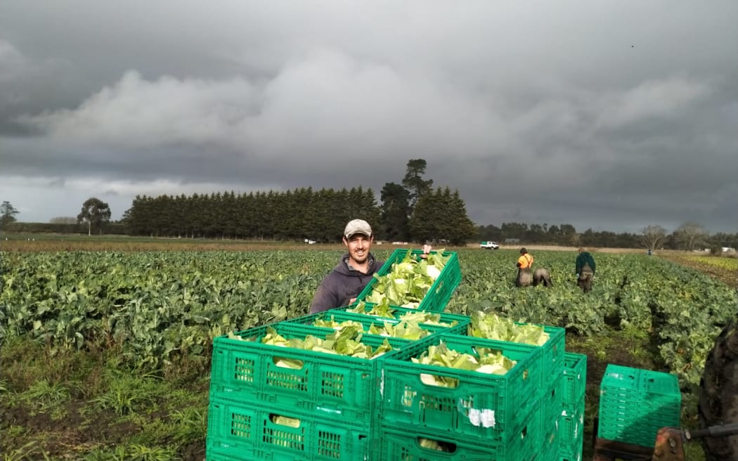 Farmer in a paddock with crates of vegetables.