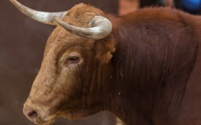 A bull in the running of the bulls festival in Arguijillo, Spain