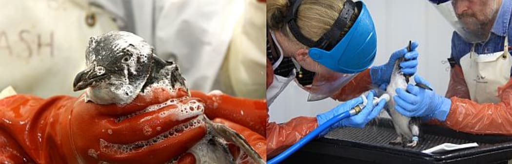 An oiled penguin, rescued after the Rena oil spill,is thoroughly washed and rinsed using Dawn detergent and over 400 litres of freshwater.