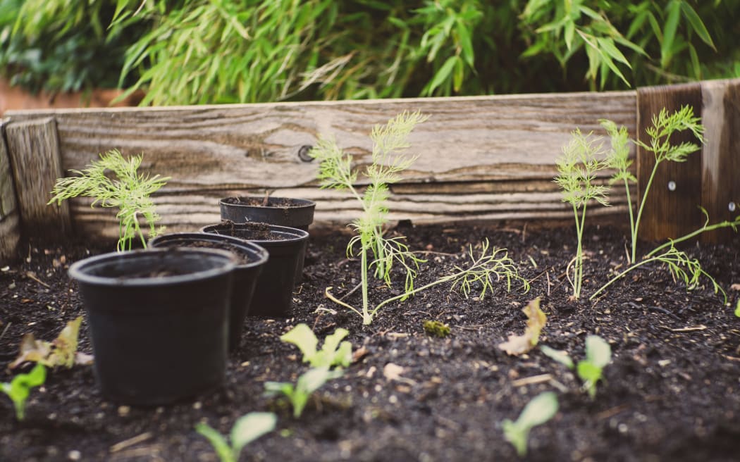 plants