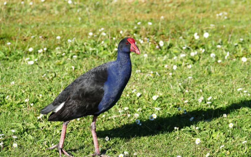 SPCA investigate Pukeko killing | RNZ
