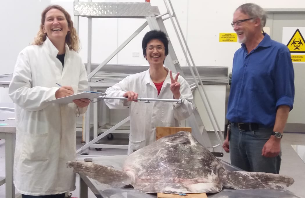 (L to R) Marianne Nyegaard (Murdoch University, Australia); Etsuro Sawai (Hiroshima University) and Andrew Stewart (Te Papa) examining the new sunfish permanently housed in the National Fishes Collection at Te Papa.