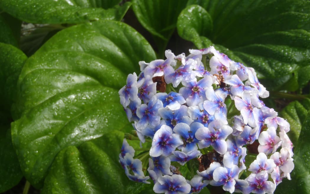 The Chatham Islands Forget-me-not