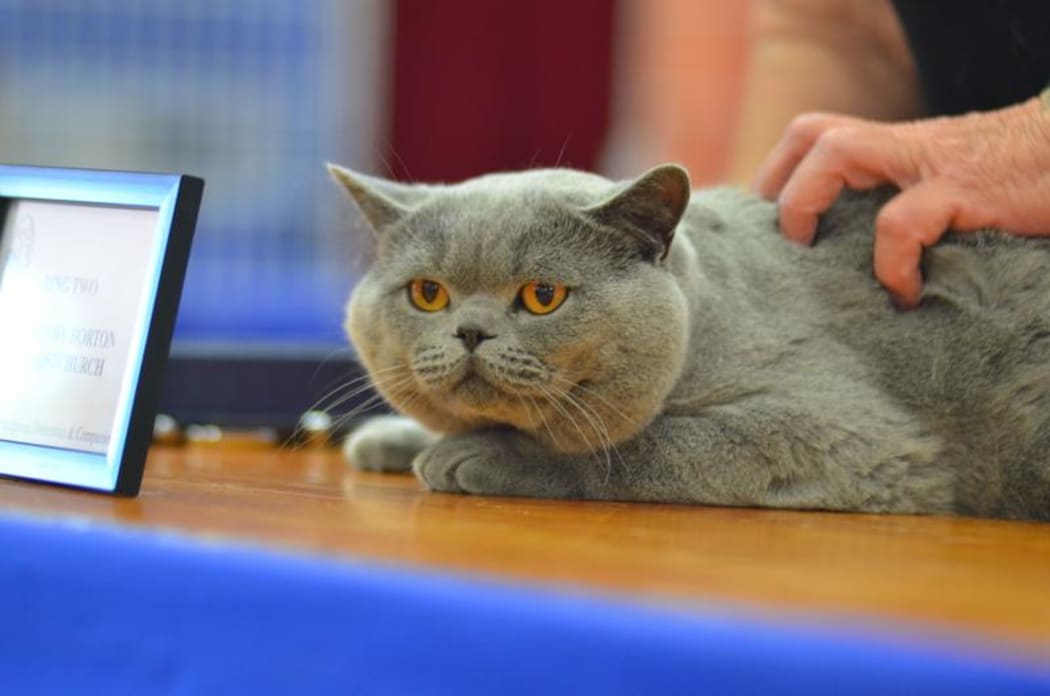 Scottish Fold