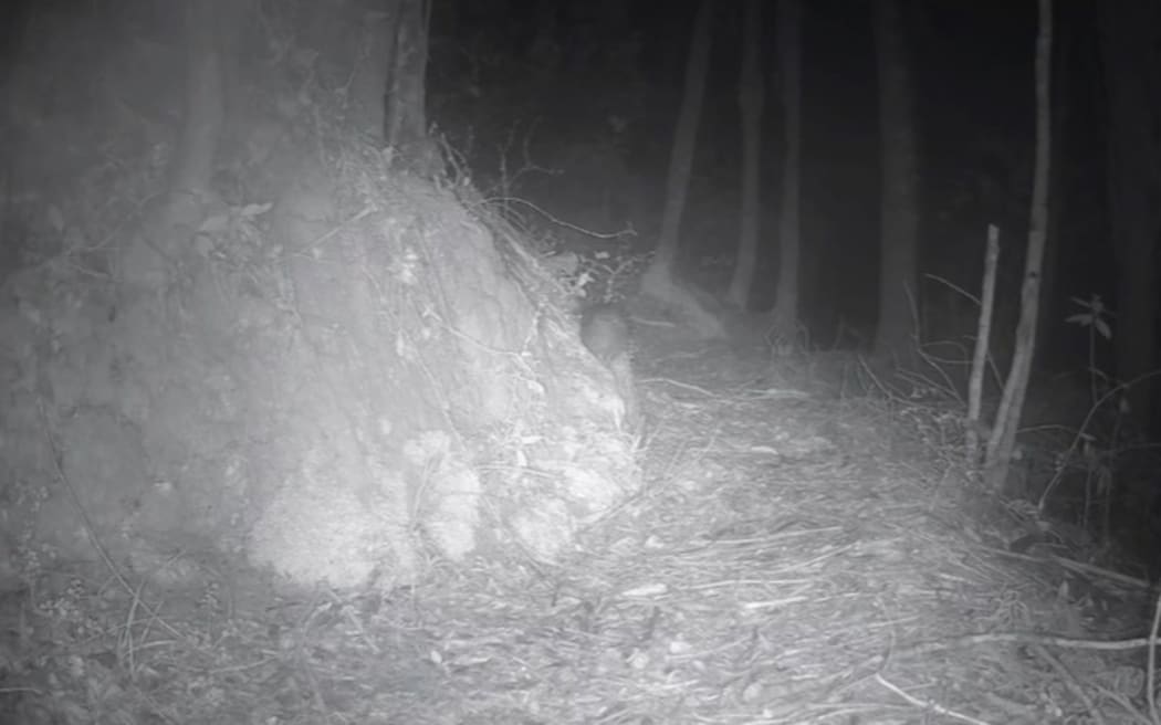 Trail camera footage near nests on Waiheke Island shows the first North Island Brown kiwi chick has hatched.