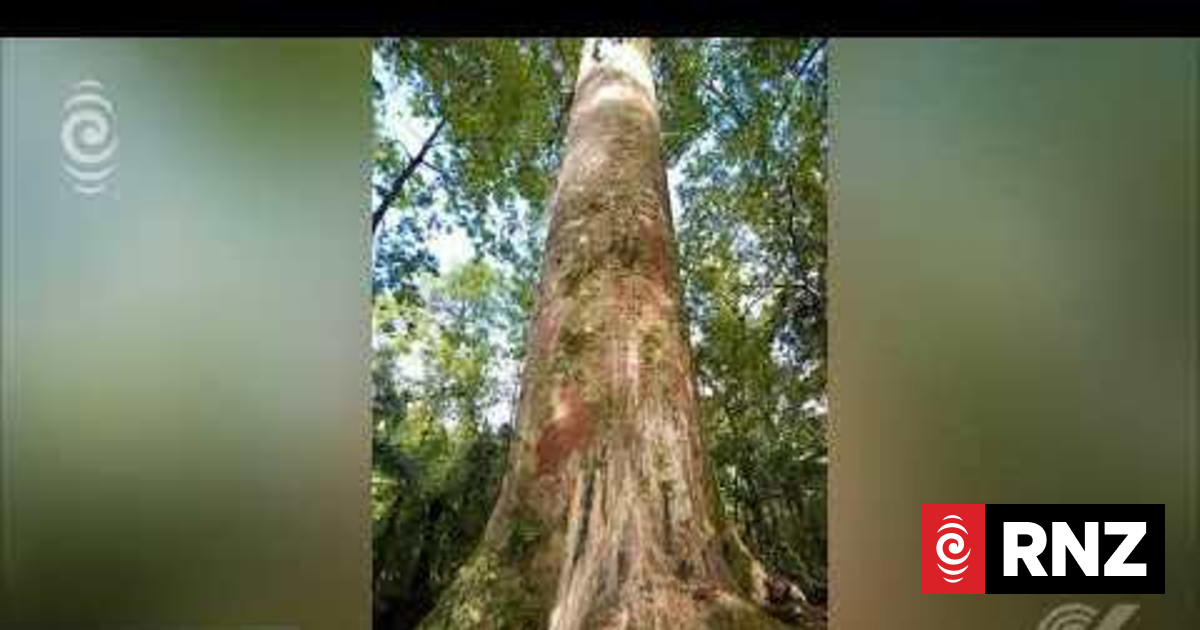 Rahui on Waitakere Ranges the 'right thing to do' | RNZ