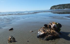 The frequency of carcasses has Sumner Beach-goers anxious at every lump.