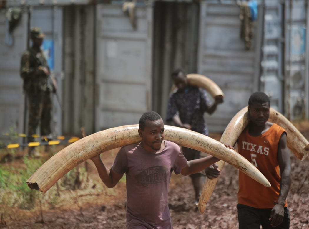 Volunteers carry elephant tusks from storage containers to a burning site on April 22, 2016 for a historic destruction of illegal ivory and rhino-horn confiscated mostly from poachers in Nairobi's national park.