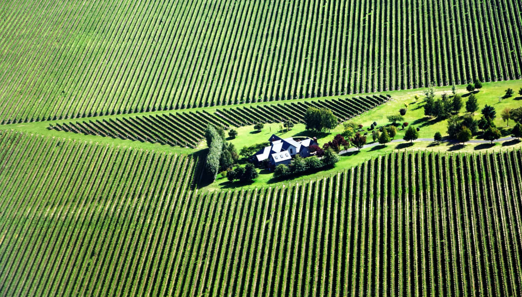 Aerial view of a vineyard