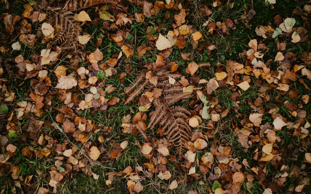 A pile of dead leaves