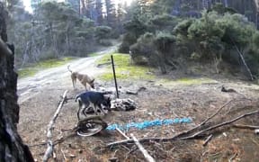 More than 100 lambs and ewes and about 36 angora goats were killed by feral dogs on the Nilsson family's Shenstone Farm, just south of Cape Rēinga.