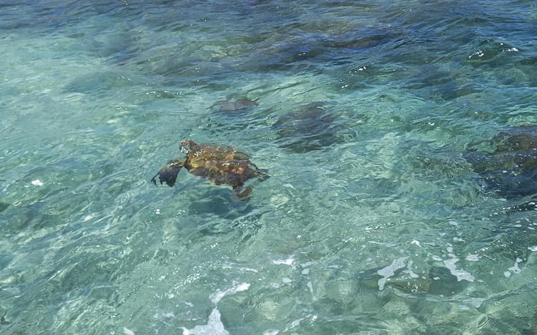 Sea Turtle in Rapa Nui.