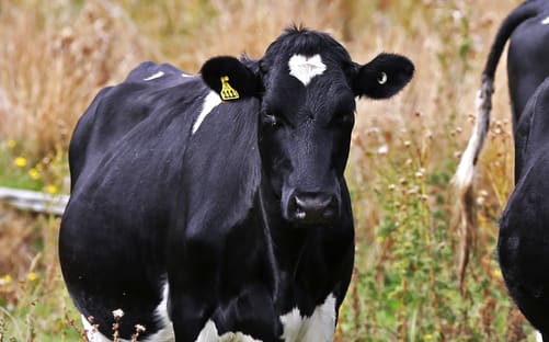 Beef cattle in Rangiwahia, Manawatu.
