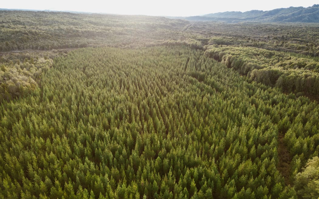 A Ngai Tahu forestry block.