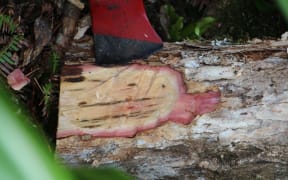 Staining typical of the disease rapid ōhi'a death.