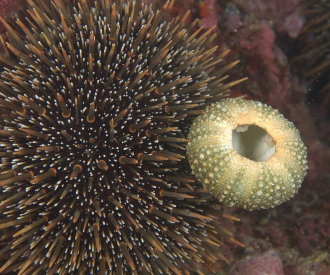Live sea urchins are covered in mobile spines that can capture bits of drifting kelp and move it towards its mouth on the underside of its body. Empty kina 'shells' (right) are a common sight on New Zealand beaches.