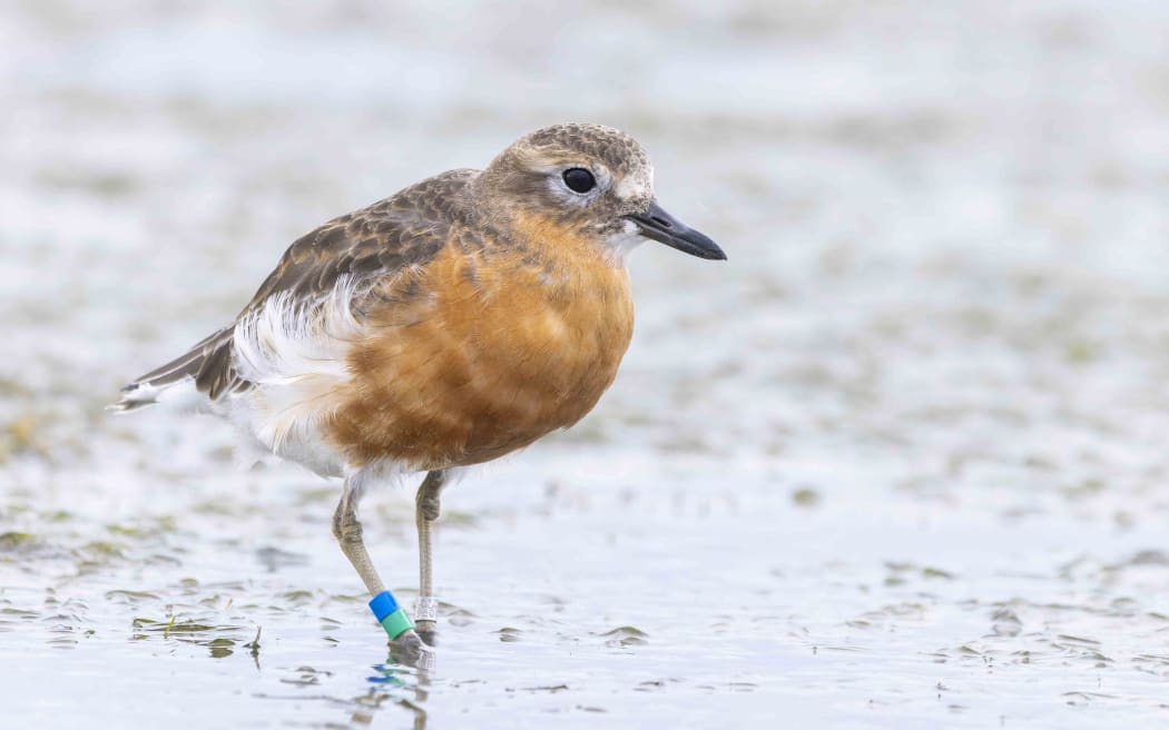 A small bird with a rust-red coloured breast stands in shallow muddy water. It has a white feathery bum and a mottled brown head and back.