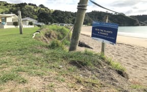 A simple Northland message for sand dune health, where native dune plants that thrive in ever-changing dune environments are the way to go.