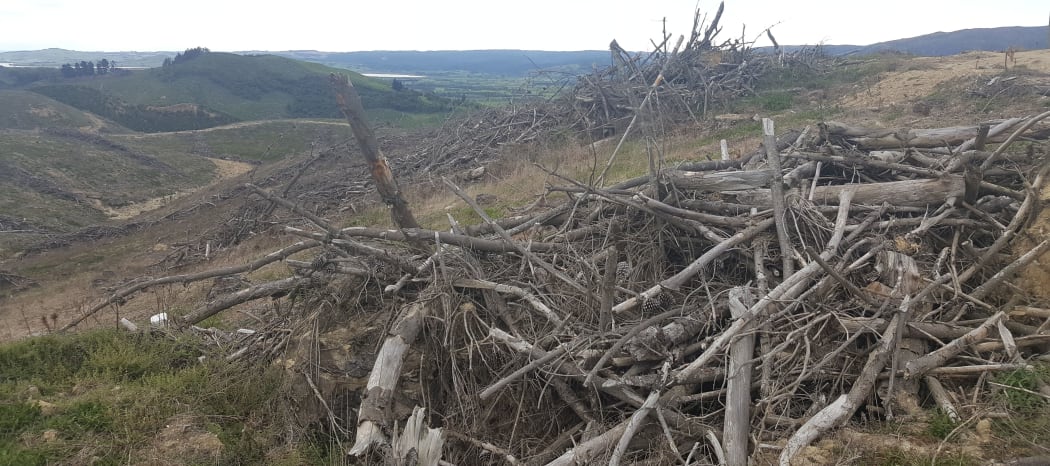 NZ falcons nest on the ground, often tucked under a pile of 'slash' or logging debris.