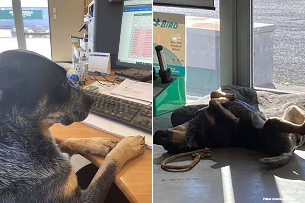 A dog sitting at the computer and lying on the ground