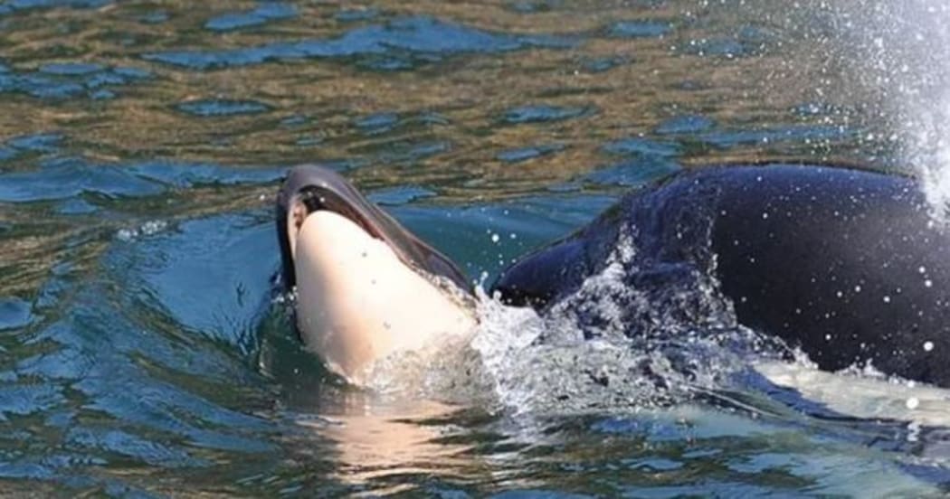 Whale J35 seen supporting her dead calf.