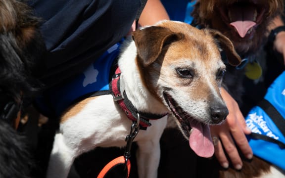 Tui the bio security dog is retiring. Her handler Brian Shields, staff and dogs were with her to celebrate.