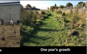Papanui Bush restoration project
