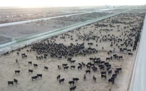 The Five Star Beef feedlot is the biggest in New Zealand.