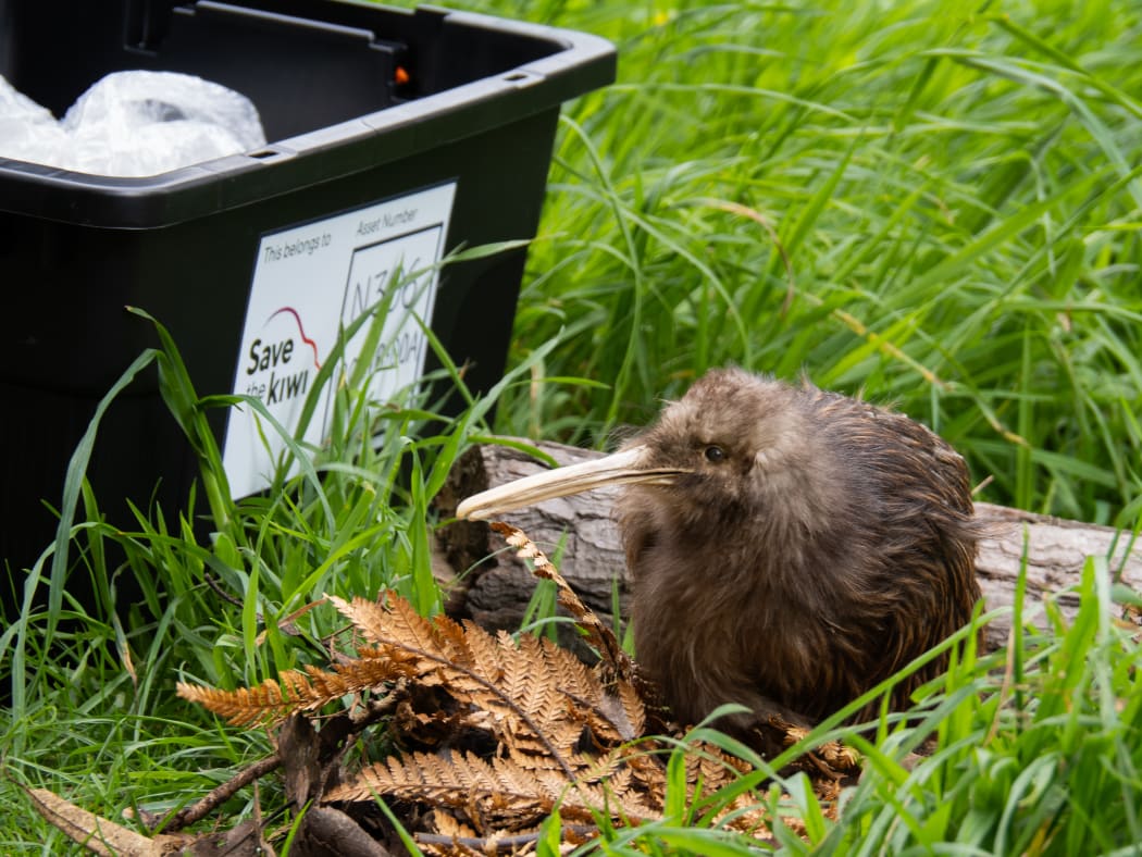 Demand for kiwi avoidance training for dogs soars