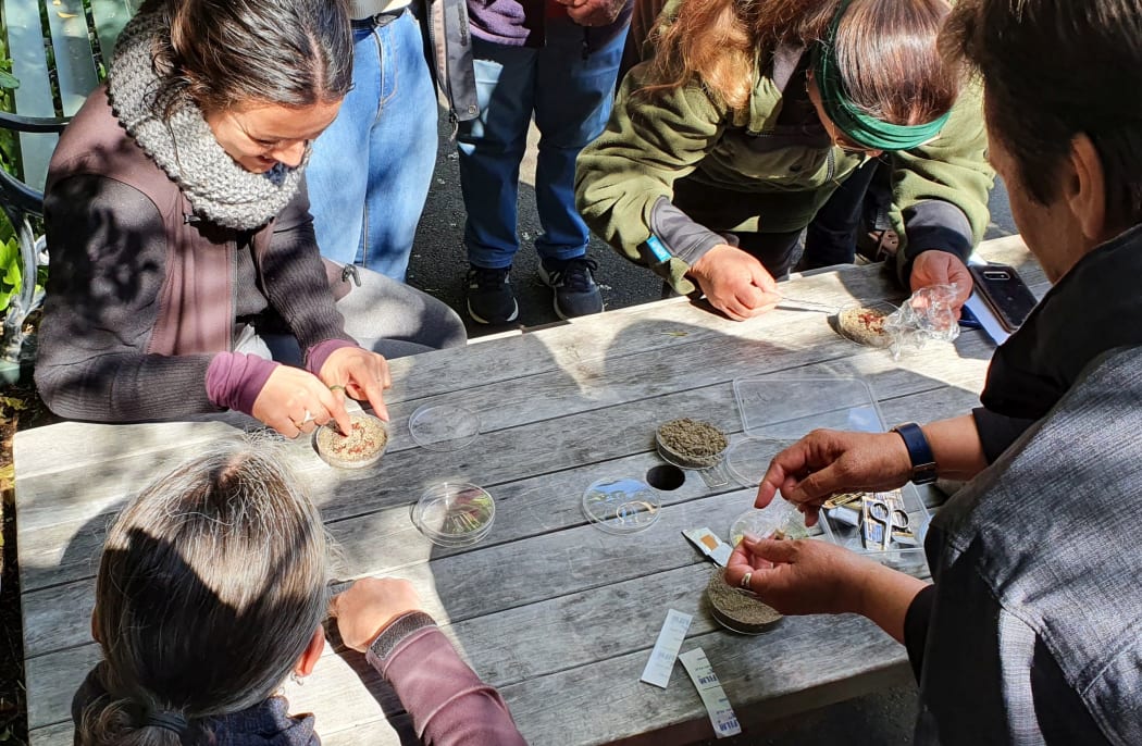 People gather around a table to prepare Dactylanthus seeds for planting.